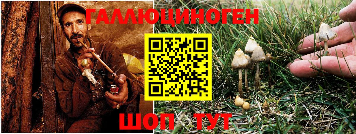 Псилоцибиновые грибы Psilocybe  Вход с VPN  Вятские Поляны 